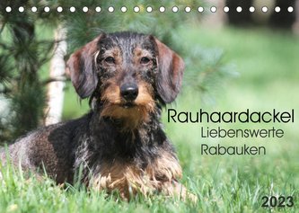Liebenswerte Rabauken - Rauhaardackel (Tischkalender 2023 DIN A5 quer)