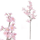 Třešeň větev, růžová barva.