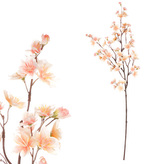 Třešeň větev, meruňková barva.