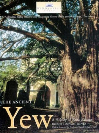 The Ancient Yew