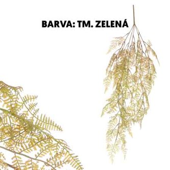 Kapradí převis, tmavě zelená barva.