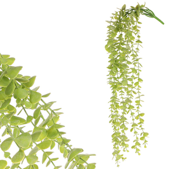 Eukalyptus převislý, světle zelená barva.