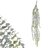 Eukalyptus převislý, zelená barva.