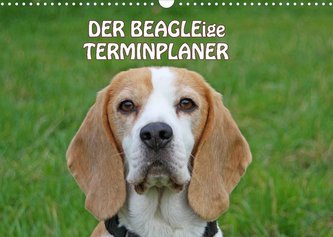 DER BEAGLEige TERMINPLANER (Wandkalender 2023 DIN A3 quer)