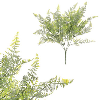 Kapradí v trsu, světle zelená barva.