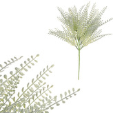 Kapradí v trsu, světle zelená barva.