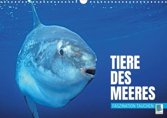 Tiere des Meeres: Faszination Tauchen (Wandkalender 2023 DIN A3 quer)