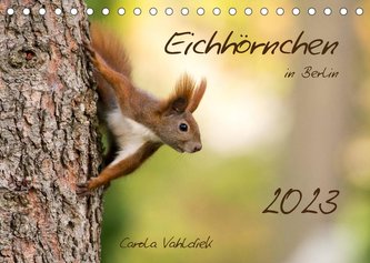 Eichhörnchen in Berlin (Tischkalender 2023 DIN A5 quer)