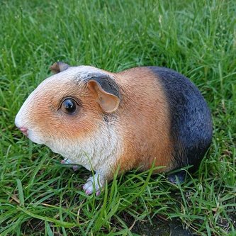 Morče polyston velké