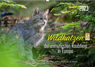 Wildkatzen - die anmutigsten Raubiere in Europa. (Wandkalender 2023 DIN A2 quer)
