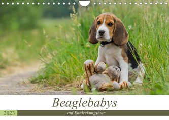 Beaglebabys auf Entdeckungstour (Wandkalender 2023 DIN A4 quer)