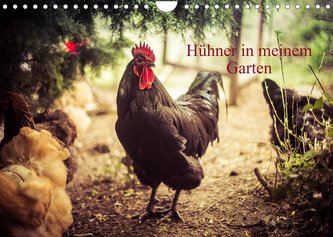 Hühner in meinem Garten (Wandkalender 2023 DIN A4 quer)