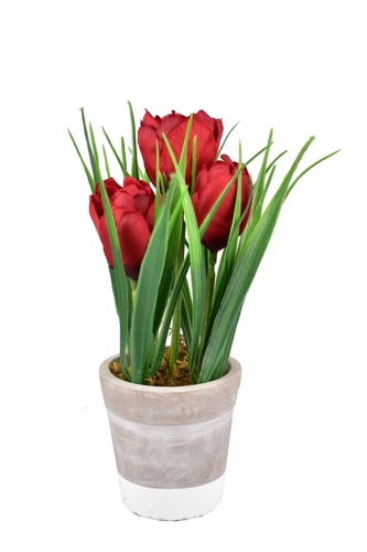 Tulipán v květináči 22 cm bordó