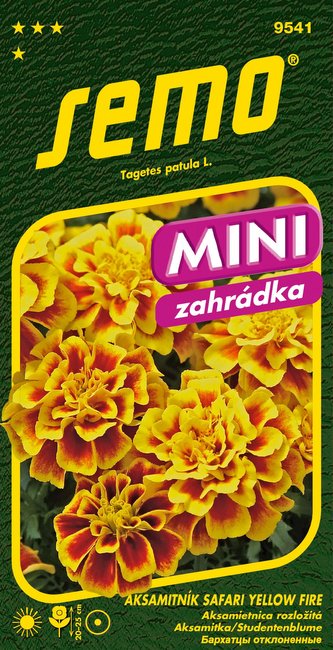 Aksamitník rozkladitý - Safari Yellow Fire 30s - série MINI