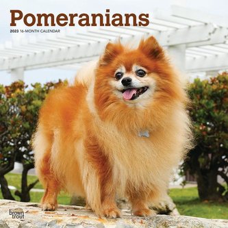 Pomeranians 2023 Square