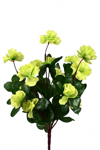 Azalka zelená 33 cm