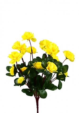 Azalka žlutá 33 cm