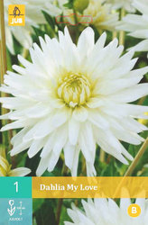 Karta - Jiřina MY LOVE (1 hlíza) "B"