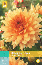 Karta - Jiřina GLORIE VAN NOORDWIJK (1 hlíza) "B"