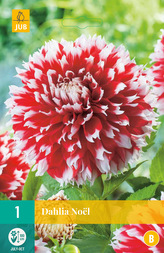 Karta - Jiřina NOËL (1 hlíza) "B"