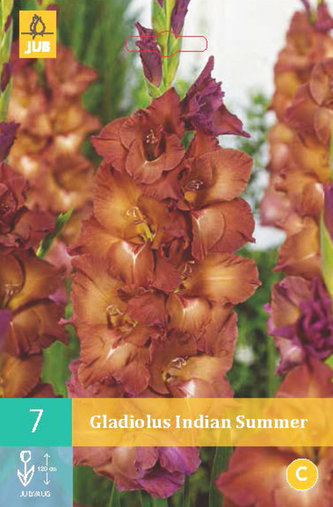 Karta - Mečík INDIAN SUMMER (7 cibulí) "B"