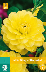 Karta - Jiřina GLORY OF HEEMSTEDE (1 hlíza) "B"