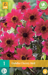 Karta - Jiřina CHERRY RED (1 hlíza) "B"