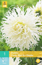 Karta - Jiřina TSUKI YORI NO SHISHA (1 hlíza) "B"