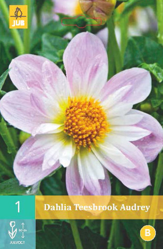 Karta - Jiřina TEESBROOKE AUDREY (1 hlíza) "B"