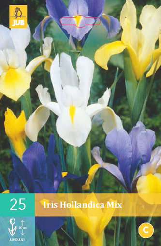 Karta - Kosatec HOLLANDICA MIX (25 cibulí) "B"