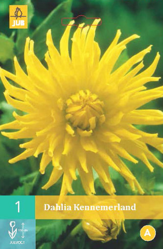 Karta - Jiřina KENNEMERLAND (1 hlíza) "B"