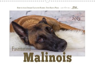 Faszination Malinois (Wandkalender 2023 DIN A3 quer)