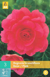 Karta - Begónie GRANDIFLORA PINK (3 cibule) "C"
