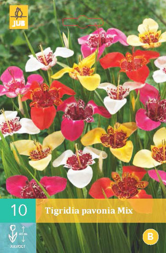 Karta - Tygřice Tigridia PAVONIA MIX (10 cibulí) "B"