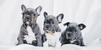 Dětská osuška - French Bulldogs