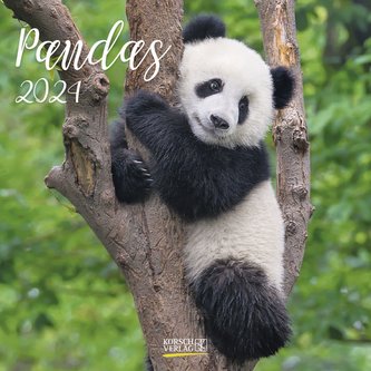Pandas 2024