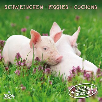 Piggies/Schweinchen 2024