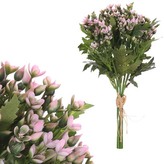 Kalanchoe v pugetu, růžová barva. Cena za puget.