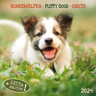 Puppy Dogs/Hundewelpen 2024