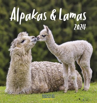 Alpakas und Lamas 2024