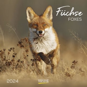 Füchse 2024