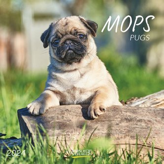 Mops 2024