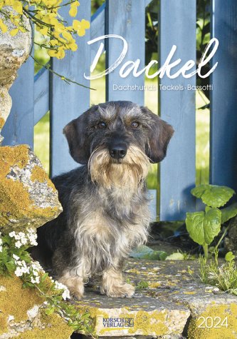 Dackel 2024