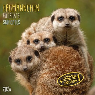 Meerkats/Erdmännchen 2024