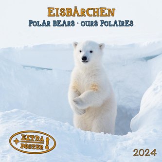 Polar Bears/Eisbärchen 2024