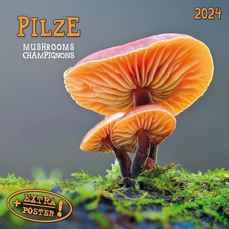 Pilze 2024