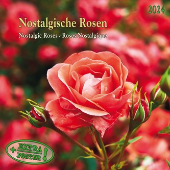 Nostalgic Roses/Nostalgische Rosen 2024