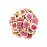 Fíky lyofilizované plátky váha 500g