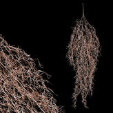 Drátovec převis, barva světle měděná.