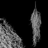 Drátovec převis, barva střírná.